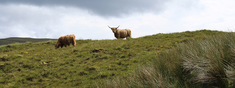 Kor på det gröna höglandet i Skottland.